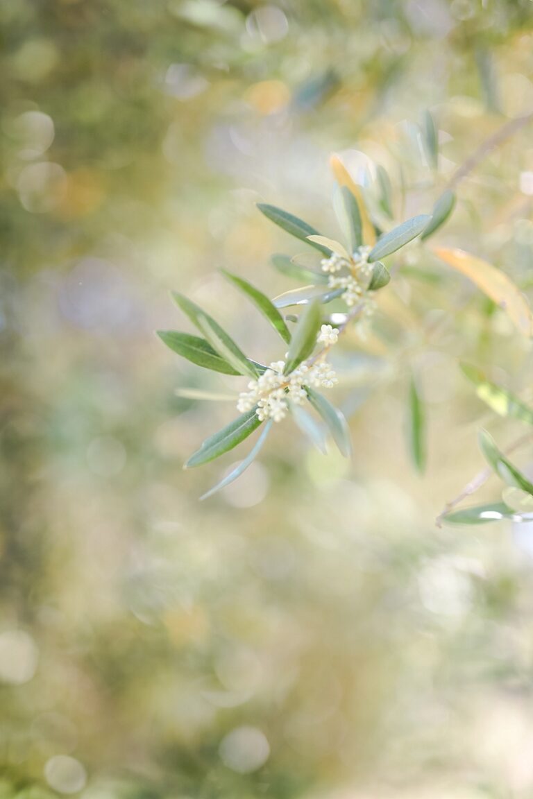 mariage toulon fine art lisa