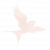 logo-lisa-hoshi-77 hirondelle photographe 77