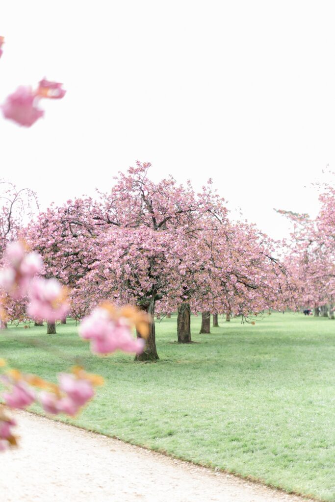 séance photo famille sous les cerisiers japonais